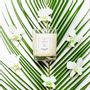Gifts - Vegetable Wax Candle - ABEILLUS FRAGRANCE