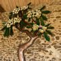 Unique pieces - Plumeria Tree in Enamelled Copper - BAAYA GLOBAL