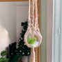 Decorative objects - Plantaphor Carnivore Macrame Suspension - INPLANTA