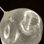 Suspensions - Desafinado, lustre boule de verre soufflé - MULTIFORME