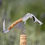 Wine accessories - Roero Grand Crue Sommelier Corkscrew for Wine enthusiasts - LEGNOART