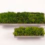 Design objects - Moss Linear (L) (L-1) - FUJIGOKE