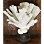 Decorative objects -  Coral cat's paw. - JD PRODUCTION - JD CO MARINE