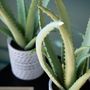 Décorations florales - Aloe - LOU DE CASTELLANE - plantes et fleurs artificielles - LOU DE CASTELLANE