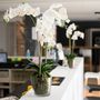 Floral decoration - Orchids - LOU DE CASTELLANE - artificial plants and flowers - LOU DE CASTELLANE