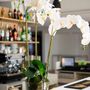 Floral decoration - Orchids - LOU DE CASTELLANE - artificial plants and flowers - LOU DE CASTELLANE