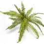 Floral decoration - Nephrolepis fern - LOU DE CASTELLANE - artificial plants and flowers - LOU DE CASTELLANE