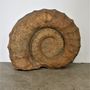 Decorative objects - Ammonite from Morocco - JD PRODUCTION - JD CO MARINE