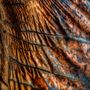 Art photos - Abstractions Traveler Photo  - SAILS & RODS