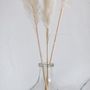 Decorative objects - Natural Dried Flower White Pampas 3pcs. AX70129  - ANDREA HOUSE