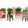 Decorative objects - Elma cactus mix pot - small - PLANTOPHILE