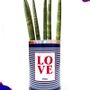 Cadeaux - Plante d'intérieur LOVE - Cactus - STYLEY