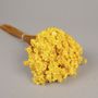 Floral decoration - Glixia dried Yellow - LE COMPTOIR.COM