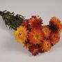 Décorations florales - Immortelle séchée naturelle orange - LE COMPTOIR.COM