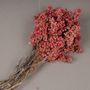 Floral decoration - Dried pink pepper - LE COMPTOIR.COM