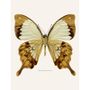 Affiches - Tirages d'art papillon - LILJEBERGS
