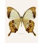 Poster - Butterfly art prints - LILJEBERGS