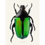 Affiches - Impression d'art scarabée - LILJEBERGS