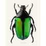 Poster - Beetle art prints - LILJEBERGS