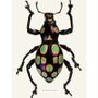 Poster - Beetle art prints - LILJEBERGS