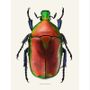 Poster - Beetle art prints - LILJEBERGS