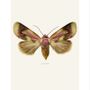 Poster - Moth art prints  - LILJEBERGS