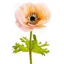 Floral decoration - Anemone_ LOU DE CASTELLANE - Artificial flowers that are more real than life  - LOU DE CASTELLANE