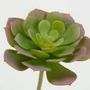 Décorations florales - Echeveria ciliata  vec- LOU DE CASTELLANE - plantes et fleurs artificielles - LOU DE CASTELLANE