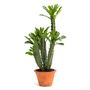 Floral decoration - Euphorbia cactus - LOU DE CASTELLANE - artificial plants and flowers - LOU DE CASTELLANE