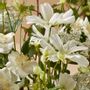 Floral decoration - Flower detail - LOU DE CASTELLANE - Artificial flowers that are more real than life  - LOU DE CASTELLANE