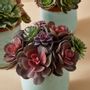 Floral decoration - Succulents - LOU DE CASTELLANE - artificial plants and flowers - LOU DE CASTELLANE