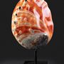 Decorative objects - Shells on a base, cabinet of curiosities - METAMORPHOSES