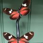 Objets de décoration - Globes entomologiques, papillons et cabinet de curiosités - METAMORPHOSES