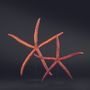 Decorative objects - Starfish on a base, cabinet of curiosities - METAMORPHOSES