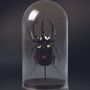 Decorative objects - Beetle globes, cabinet of curiosities - METAMORPHOSES