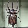 Decorative objects - Beetle globes, cabinet of curiosities - METAMORPHOSES