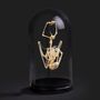 Decorative objects - the cabinet of curiosities - METAMORPHOSES