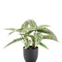 Décorations florales - Collection de plantes artificielles vertes - EMERALD ETERNAL GREEN BV