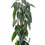 Décorations florales - Collection de plantes artificielles vertes - EMERALD ETERNAL GREEN BV
