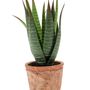 Decorative objects - Artificial Green Plants Collection - EMERALD ETERNAL GREEN BV