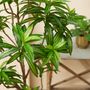 Décorations florales - Collection de plantes vertes artificielles - EMERALD ETERNAL GREEN BV