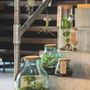Decorative objects - Barcelona XL terrariums - PLANTOPHILE
