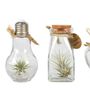 Gifts - Tillandsia mix mini bottles - PLANTOPHILE