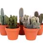 Decorative objects - Terra Cotta collection - PLANTOPHILE