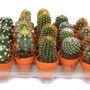 Decorative objects - Terra Cotta collection - PLANTOPHILE