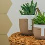 Décorations florales - Succulentes en pot viking - small - PLANTOPHILE