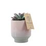 Pottery - Succulents in Harmony pot pink or sand - 2 sizes - PLANTOPHILE