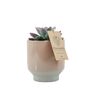 Pottery - Succulents in Harmony pot pink or sand - 2 sizes - PLANTOPHILE