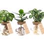 Objets de décoration - Waterplants XL globe en verre avec bouchon en liège - PLANTOPHILE