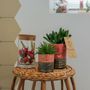 Objets de décoration - Cactus mix pot Yannique - BEST SELLER - small - PLANTOPHILE